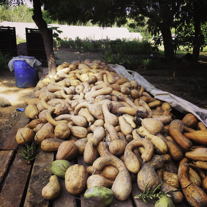 Biodynamic squash in Cuixmala